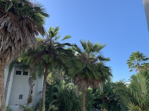 Property grounds - Port Douglas Beach Unit 2 bedder (Port Douglas)