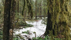 A forested area with a snow-covered path and moss-covered trees. - Mt Baker Cabin w/ Cedar Hot Tub & Panoramic Forest Views (Deming)