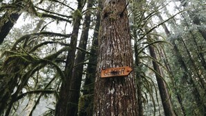 A wooden sign labeled "GLACIER" attached to a tree in a dense forest. - Mt Baker Cabin w/ Cedar Hot Tub & Panoramic Forest Views (Deming)