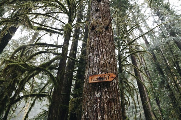 Ein Holzschild mit der Aufschrift „GLACIER“ an einem Baum in dichtem Wald.