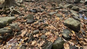 Ein Waldweg mit Steinen und trockenen Blättern.