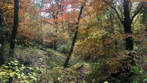 Ein Wald mit verschiedenen Bäumen in herbstlichen Farben.