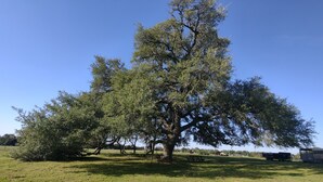Een grote boom in een grasveld onder een helderblauwe lucht.