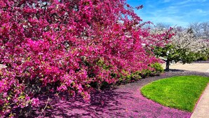 A garden with vibrant pink flowering trees and a neatly trimmed lawn. - Oakley Square 3br Charmer - Total Walkability 3 Bedroom Home by RedAwning (Cincinnati)