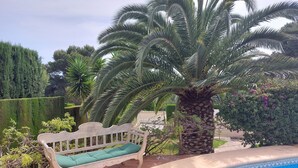 Ein Poolbereich mit Sitzbank und einer Palme.