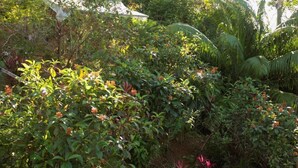 A lush garden with various plants and trees, a greenhouse structure, and a building with a sloped roof. - Triple Room With sea and Mountain Views Perfecto for Couples (Drake Bay)