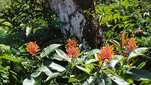 Un jardín con hojas verdes grandes y racimos de flores anaranjadas frente a un tronco de árbol.