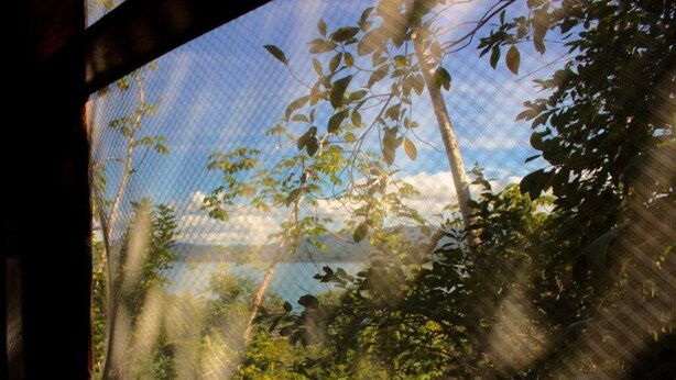 A window with a view of a forested area and a body of water.