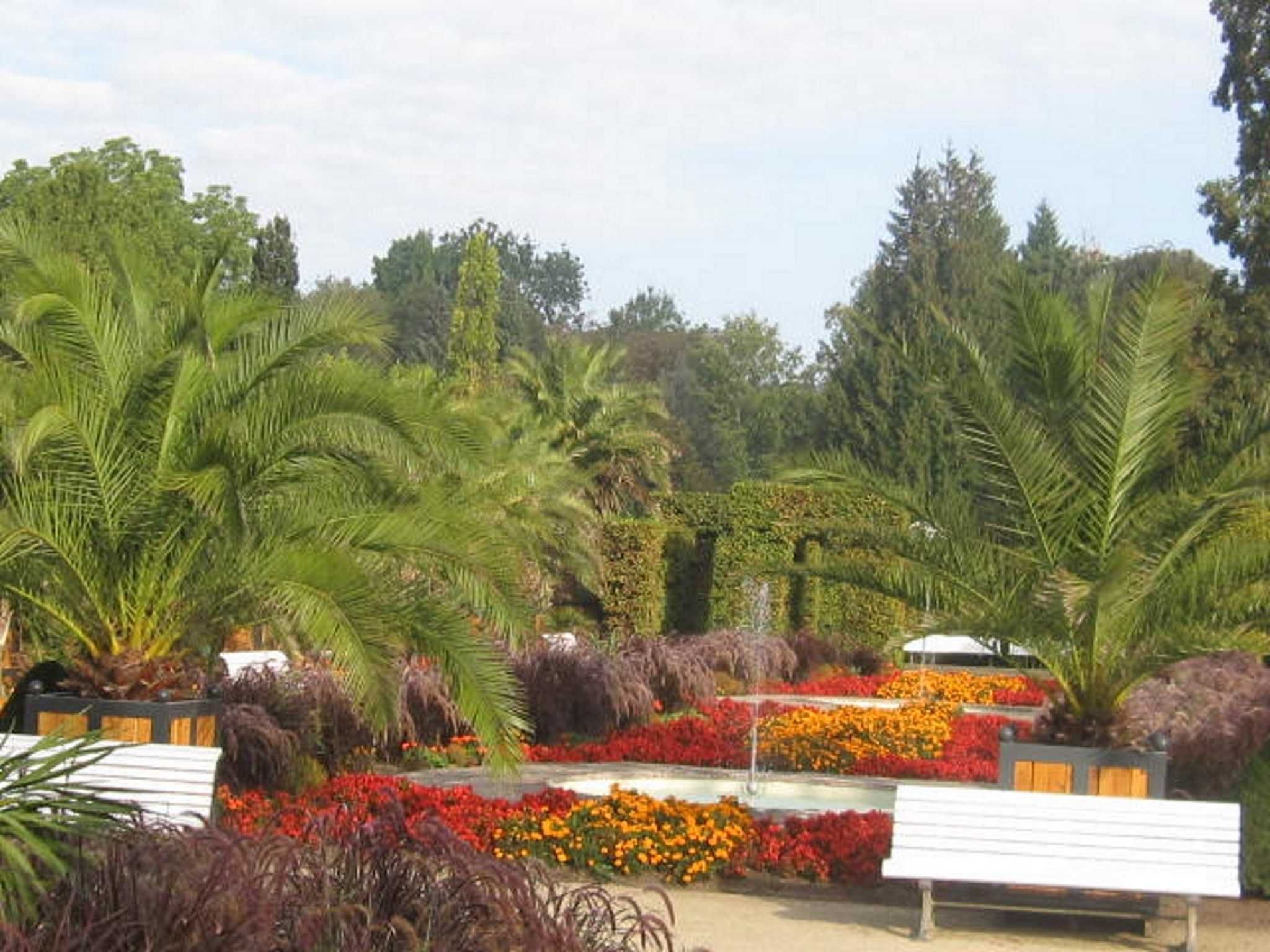 Ein Garten mit Palmen, einer Bank und Blumenbeeten.
