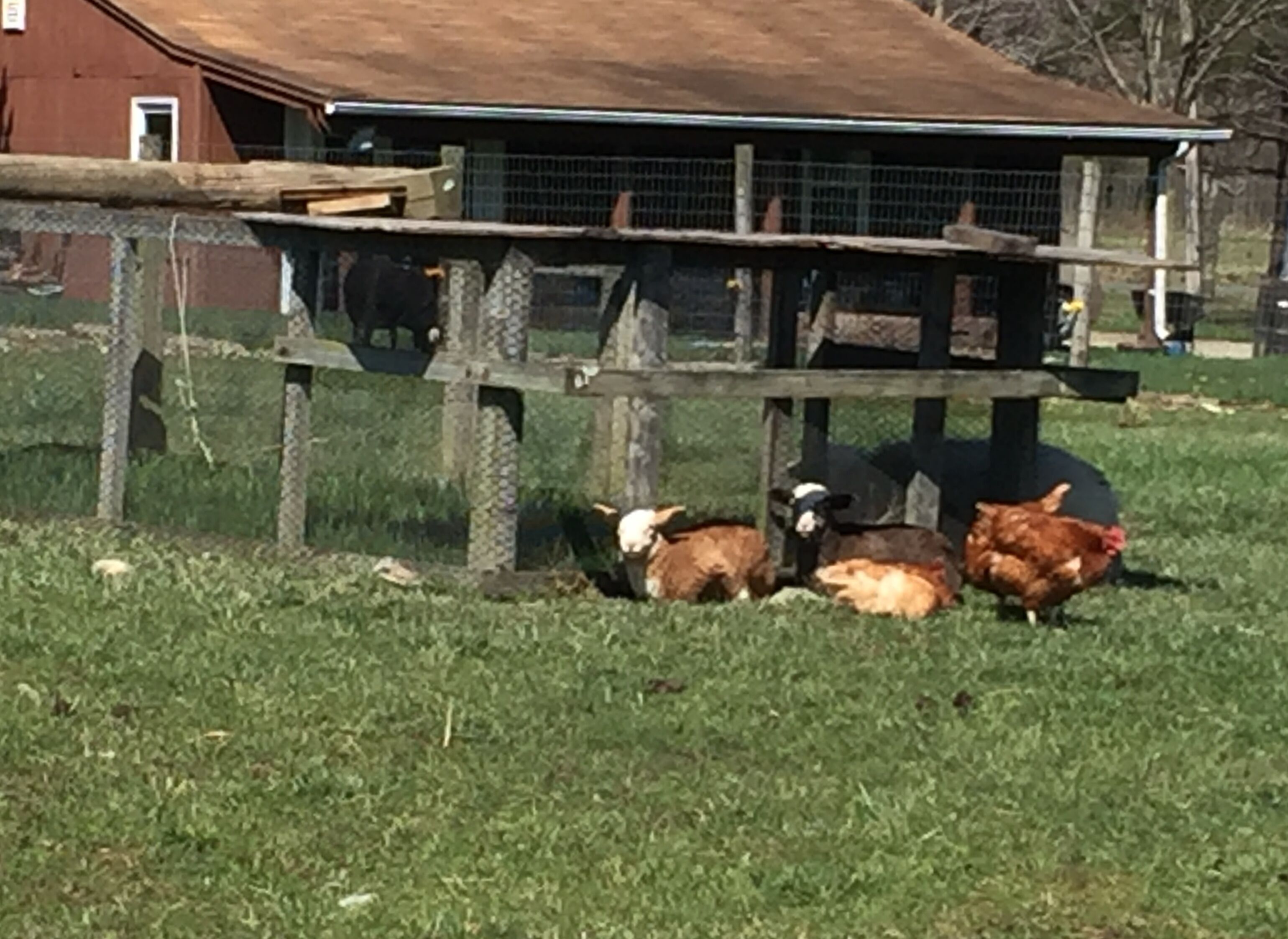 A fenced outdoor area with a barn in the background.