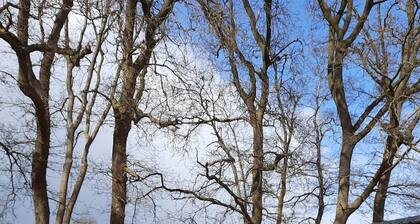 Chalet on nature location near Ommen