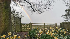 Ein Garten mit Narzissen und einem Regenbogen.