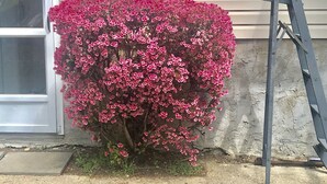A bush with pink flowers in front of a house.