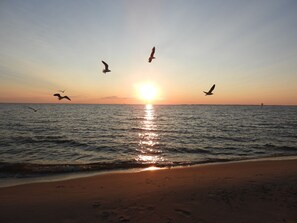 Ein Strand bei Sonnenuntergang, wobei sich die Sonne im Wasser spiegelt und Vögel am Himmel fliegen.