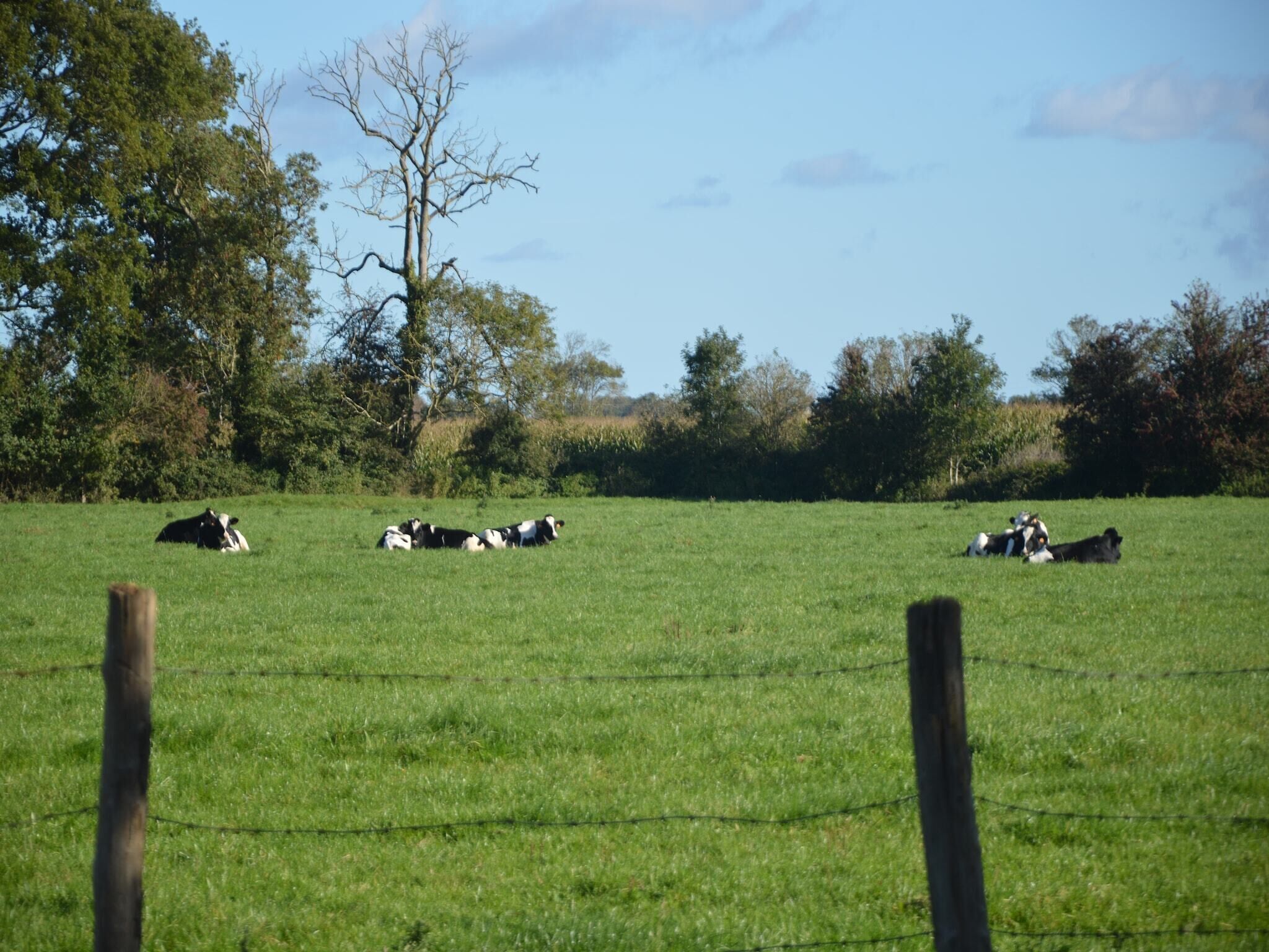 A grassy field with cows lying down, surrounded by trees and a clear sky.