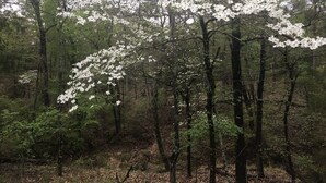 Un bosque con varios árboles, algunos con flores blancas.