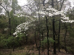Property grounds - These little cabins are so secluded you may go far a hike and never see a soul ! (Sawyer)