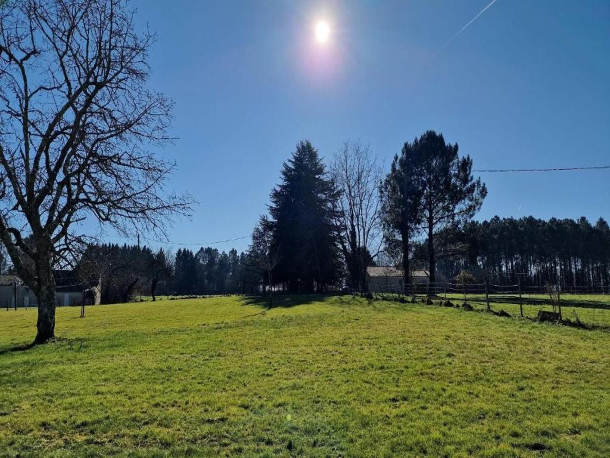 A grassy field with trees and a clear sky.