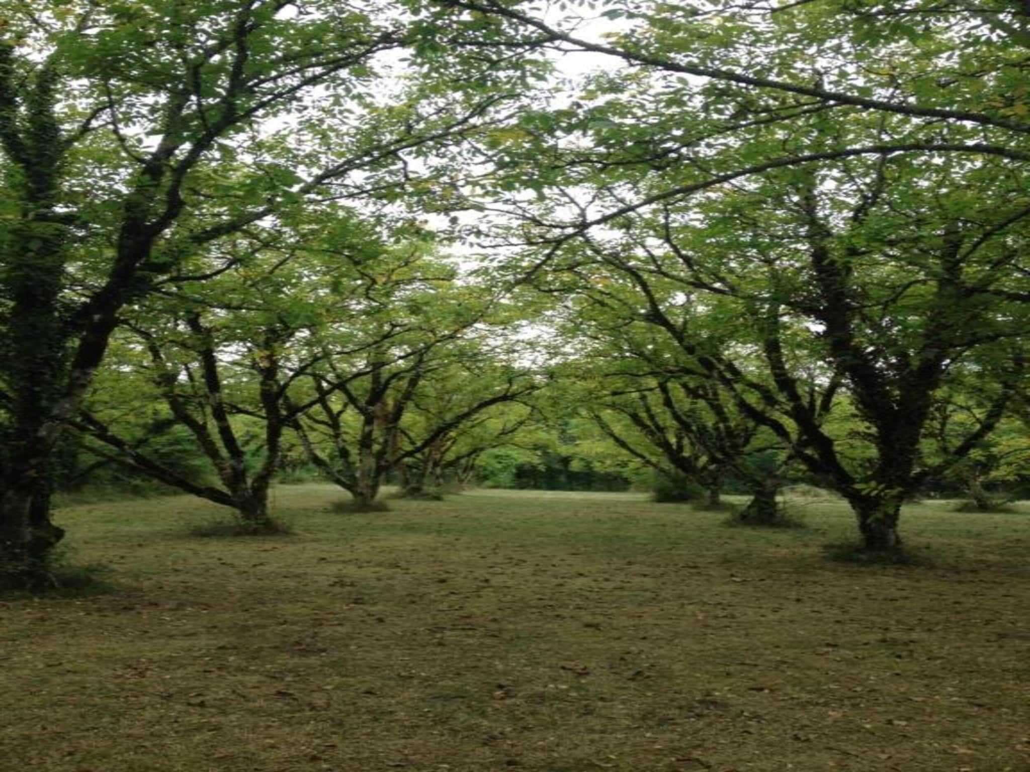 A forested area with numerous trees and a grassy ground.