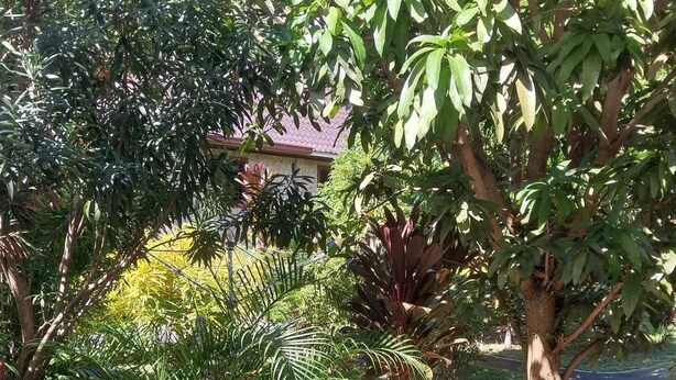 Ein Garten mit verschiedenen Pflanzen und einem Baum.