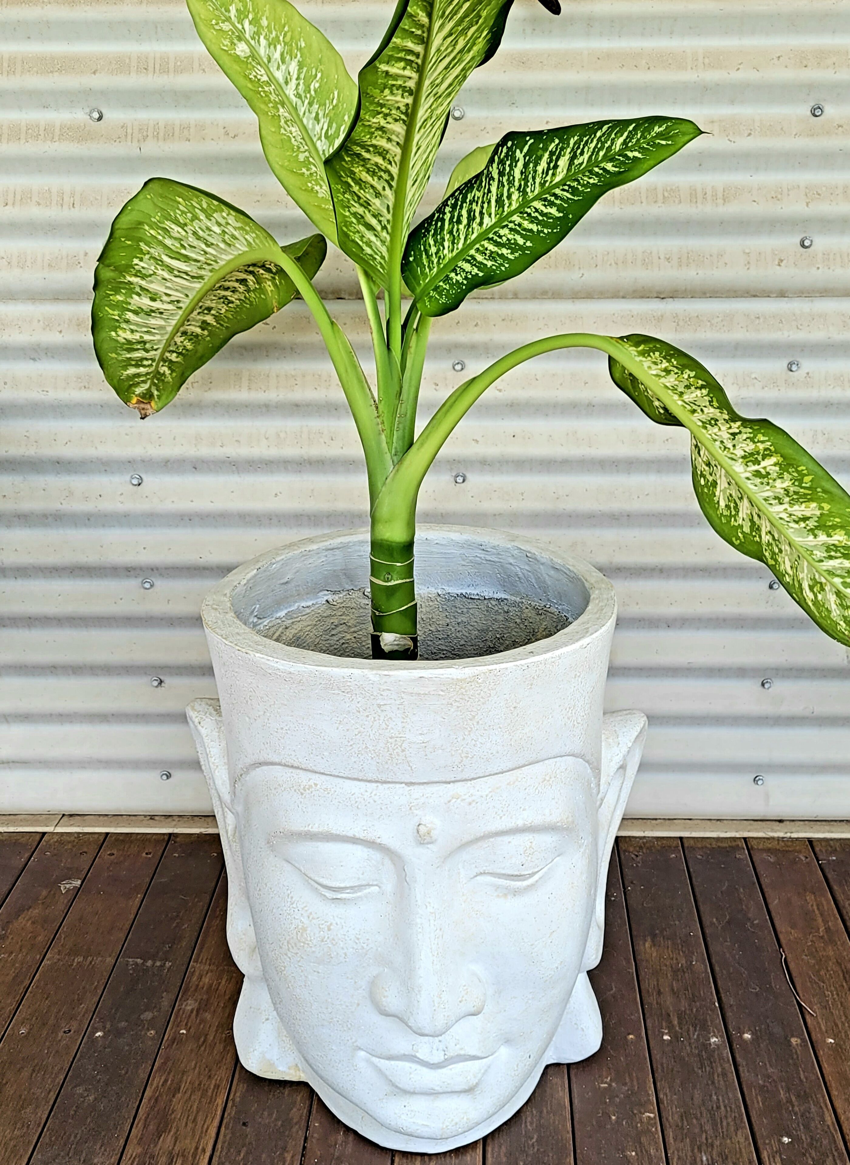 Une plante en pot aux feuilles panachées, présentée dans un pot décoratif orné d’un motif représentant un visage.
