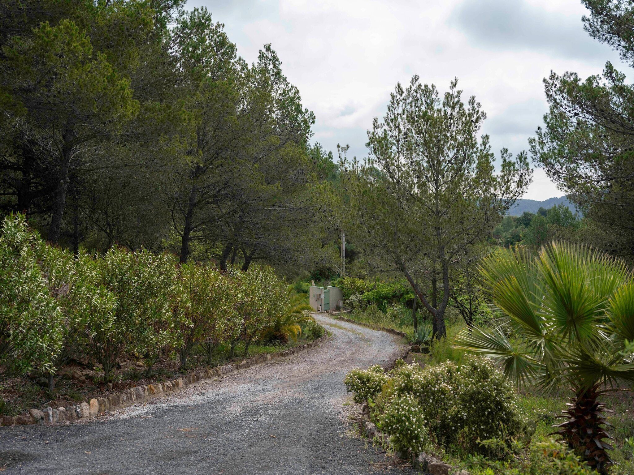 Un camino rural bordeado de abundante vegetación y árboles.