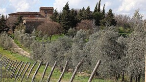 A vineyard with rows of trees, a stone building in the background, and a clear sky. - CORZANELLO - Charming farmhouse in the Chianti with  swimming pool use (Calzaiolo)
