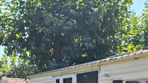 A single-story mobile home with a sliding glass door, a small patio with a table and chairs, and a large tree in the background. - Camping Rianxo (Rianxo)