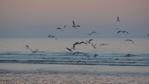 A beach with waves and birds flying over the water.