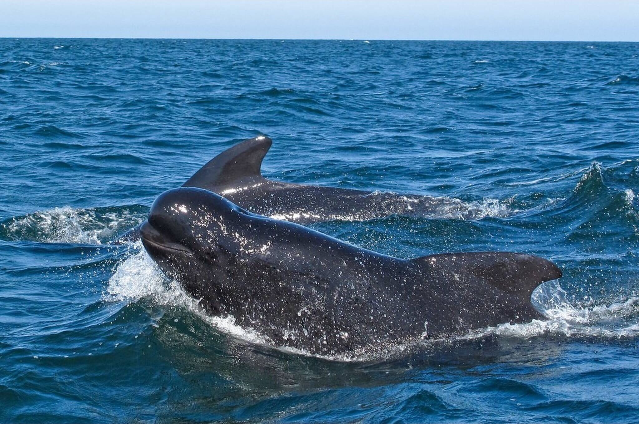 Une baleine surgissant à la surface de l’océan.