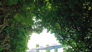 Ein Poolbereich mit Liegestühlen und Sonnenschirmen, umgeben von viel Grün.