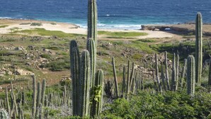 Paisatge costaner amb cactus alts i una platja al fons.