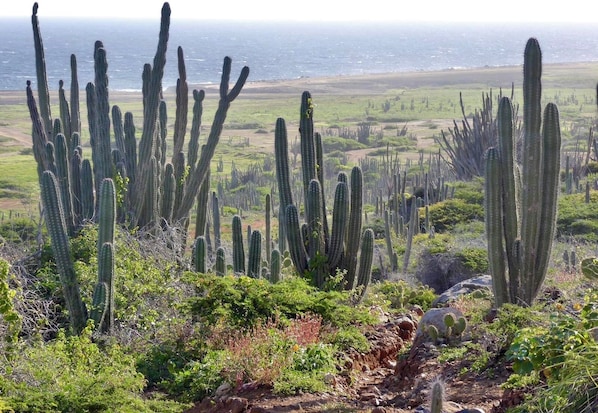 A landscape with numerous tall cacti and a view of the ocean in the background.