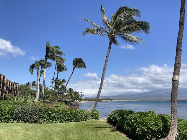 Un paisaje costero con palmeras, una playa y un edificio con balcón con vistas al mar.