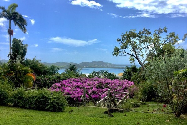 Un jardin luxuriant, avec une grande variété de plantes, et une vue sur la mer.