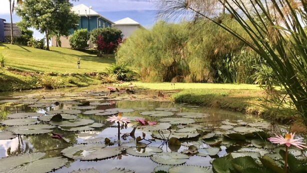 A pond with lily pads and water lilies surrounded by greenery and a building in the background.