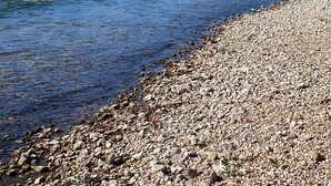 A riverbank with pebbles and a forested area in the background. - The Cabin on Current River with Private Gravel Bar!! (Van Buren)