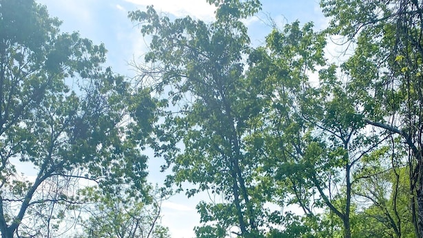 Una terraza de madera con barandilla metálica que da vista a un área boscosa.