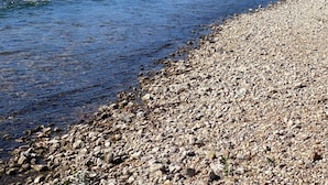 Orilla de río con piedras y una zona boscosa al fondo.