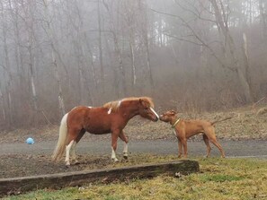 Un caballo y un perro en un entorno al aire libre, con una valla de madera y árboles en el fondo.