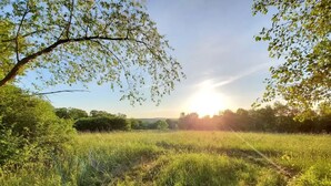 A grassy field with a tree branch overhead, a clear sky, and the sun setting in the distance. - Greenwood At Entangled Acres - Log Cabin w\WiFi on 16 Acre Animal Sanctuary (Owego)