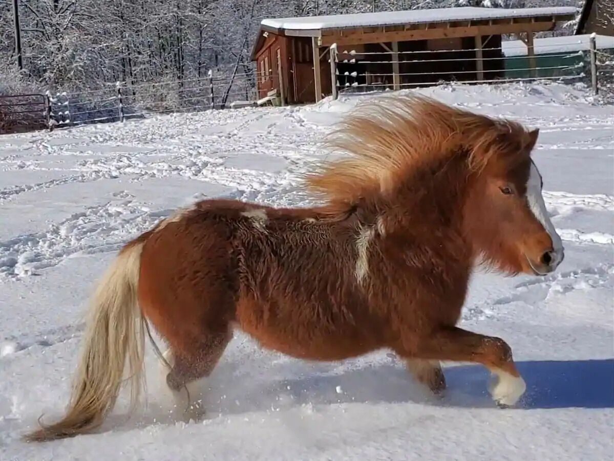 滑雪运动