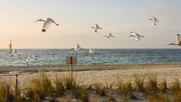 Een strand met meeuwen die boven het water vliegen en een bord op de voorgrond.