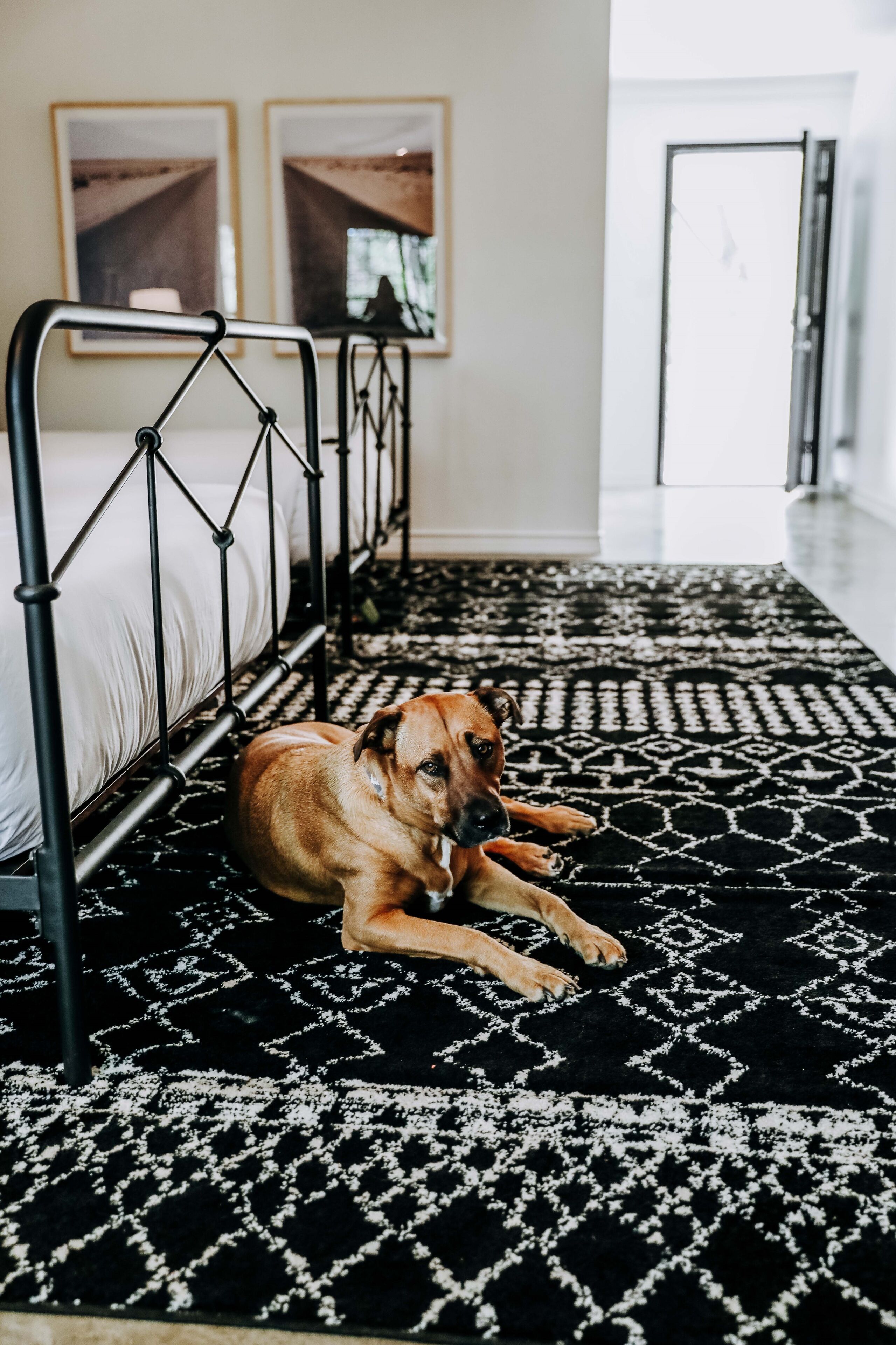 A dog lying on a patterned rug in a room with a bed and framed pictures on the wall.