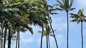 Un parcours de golf bordé de hauts palmiers et offrant une vue dégagée sur l’océan.