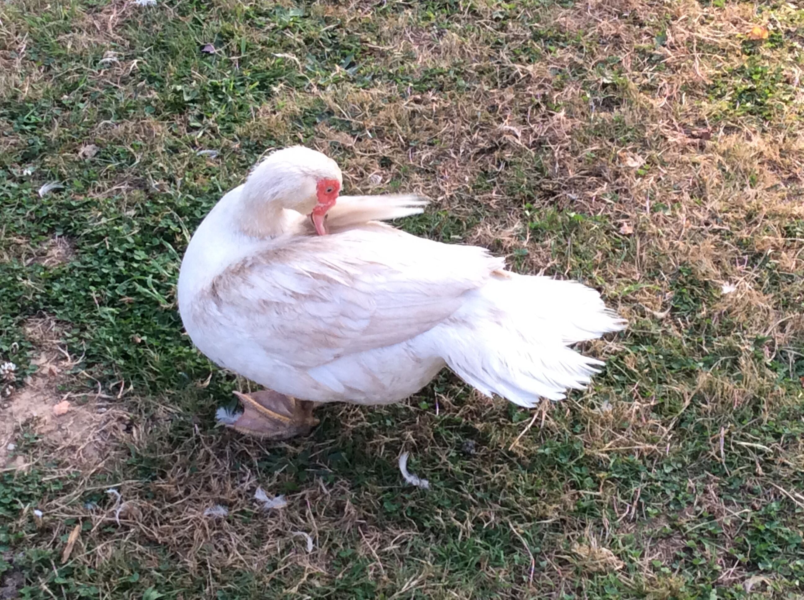 A white bird standing on grass.