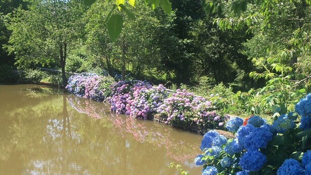 Un jardín tranquilo con un estanque, abundante vegetación y flores coloridas.