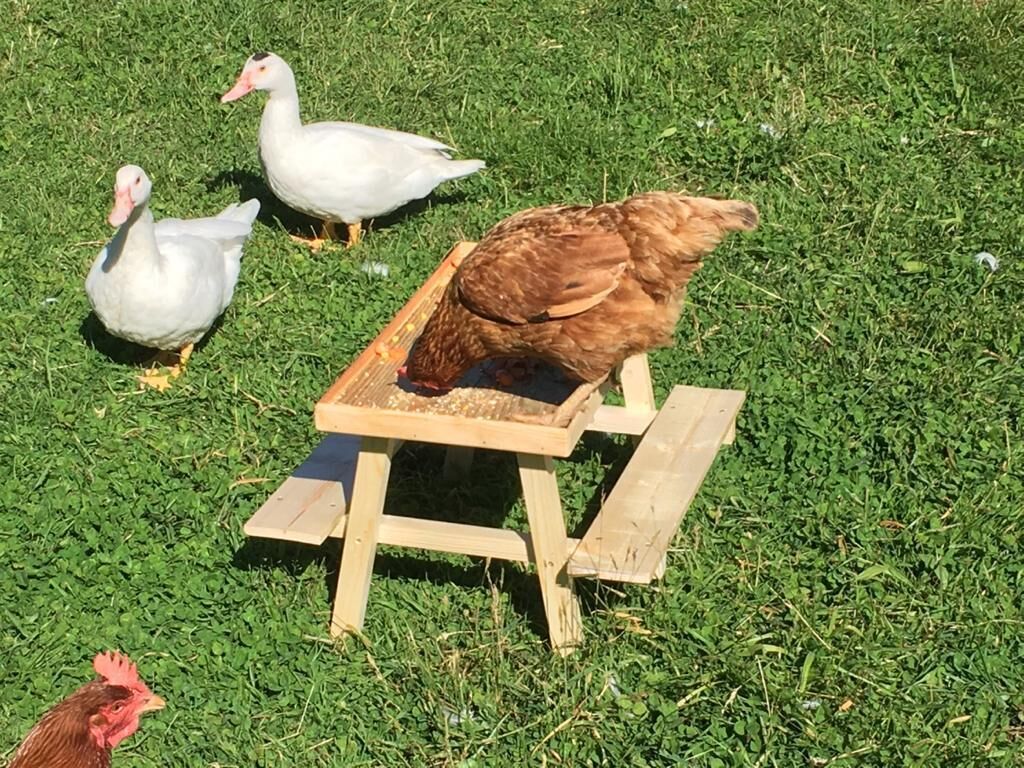 A wooden feeding station on grass with ducks and a chicken nearby.