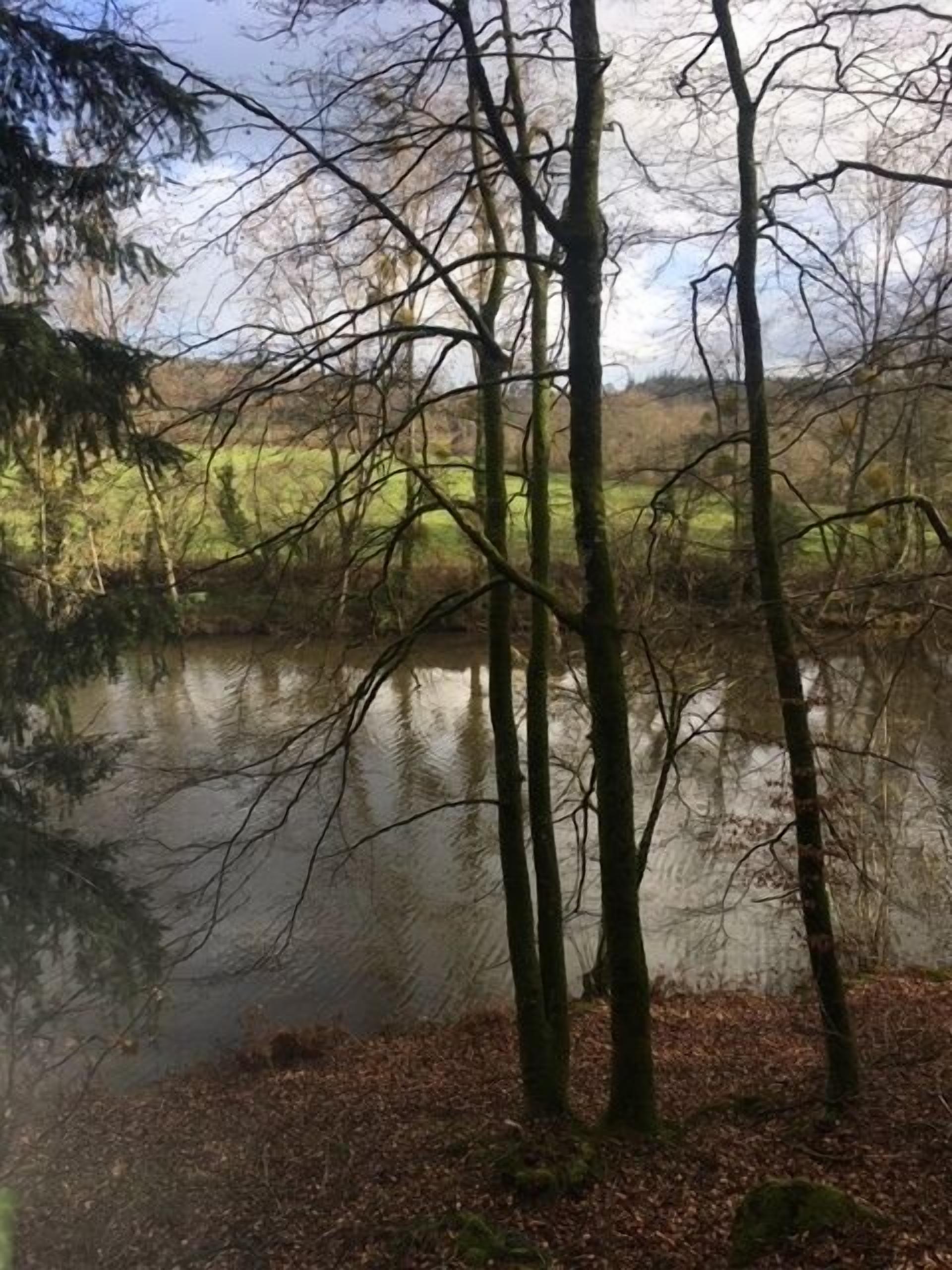 A natural landscape with a body of water, trees, and a grassy area.