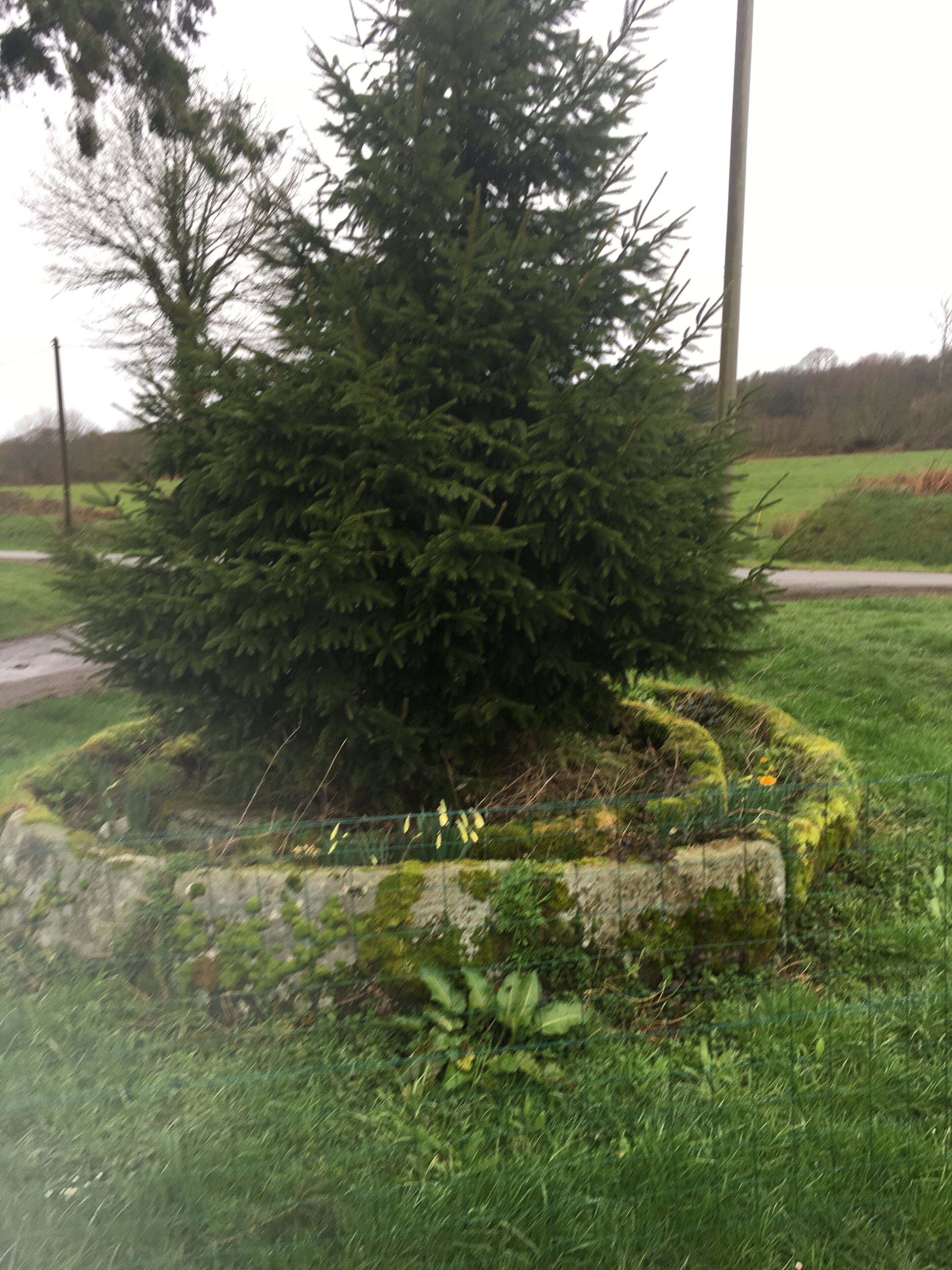 A coniferous tree in a circular stone border with grass and a fence in the background.